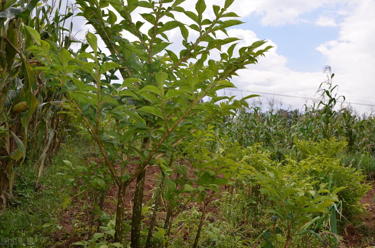 魔芋精粉有没有补硒作用(魔芋精粉的坏处)-硒宝网