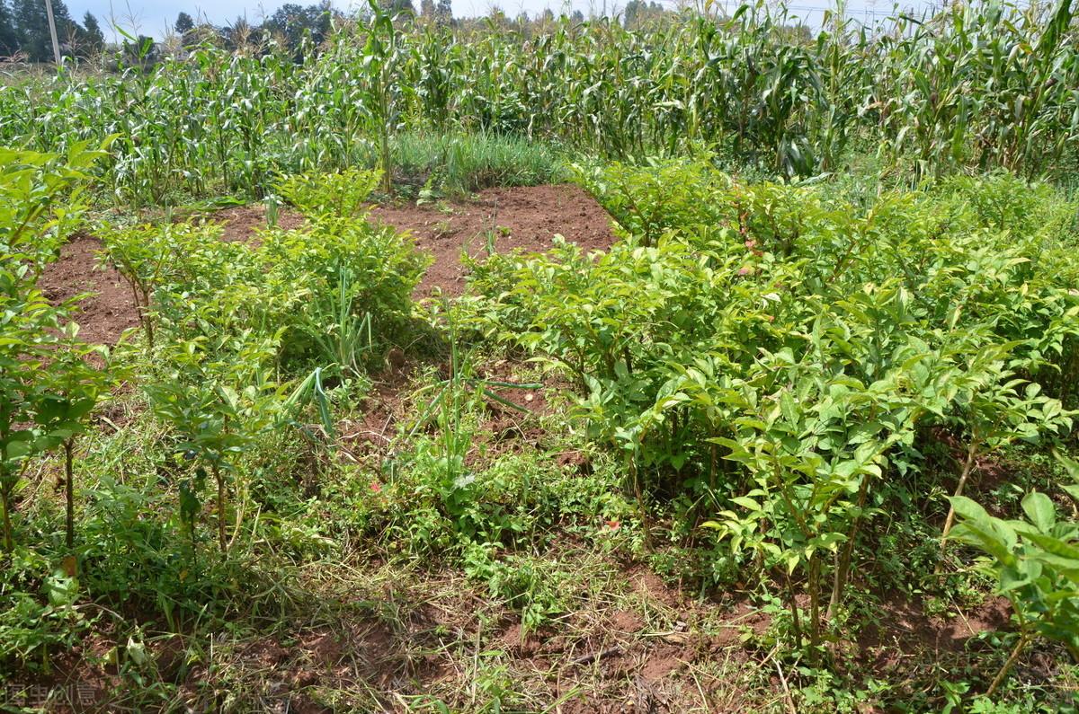 魔芋精粉有没有补硒作用(魔芋精粉的坏处)-硒宝网
