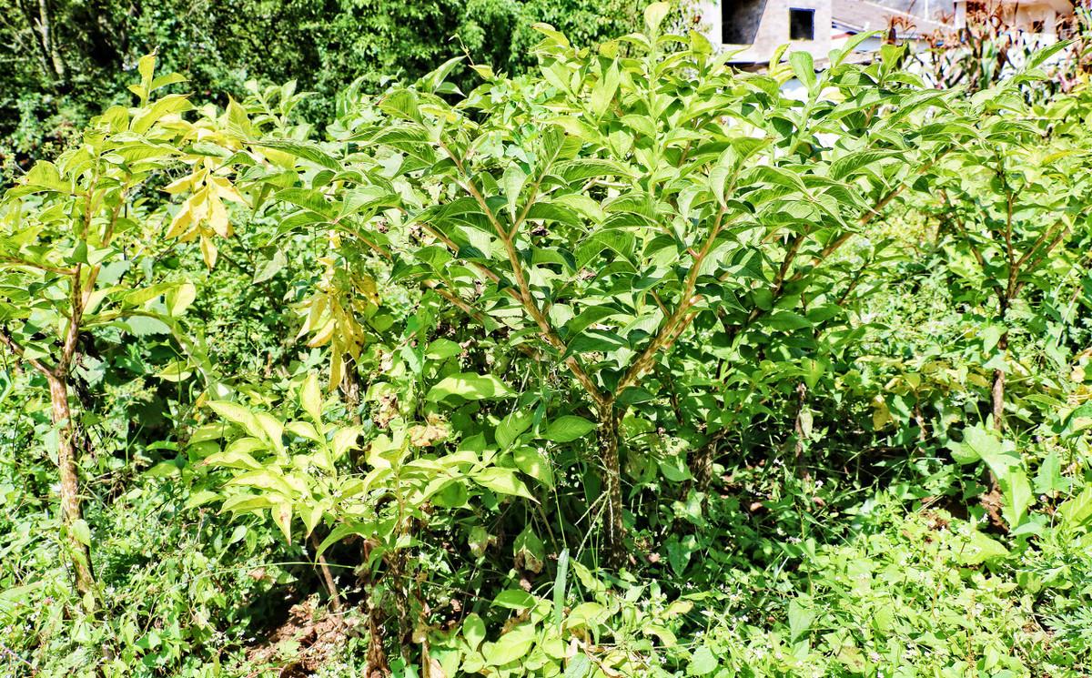 魔芋精粉有没有补硒作用(魔芋精粉的坏处)-硒宝网