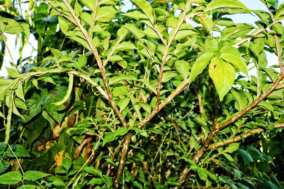 魔芋精粉有没有补硒作用(魔芋精粉的坏处)-硒宝网