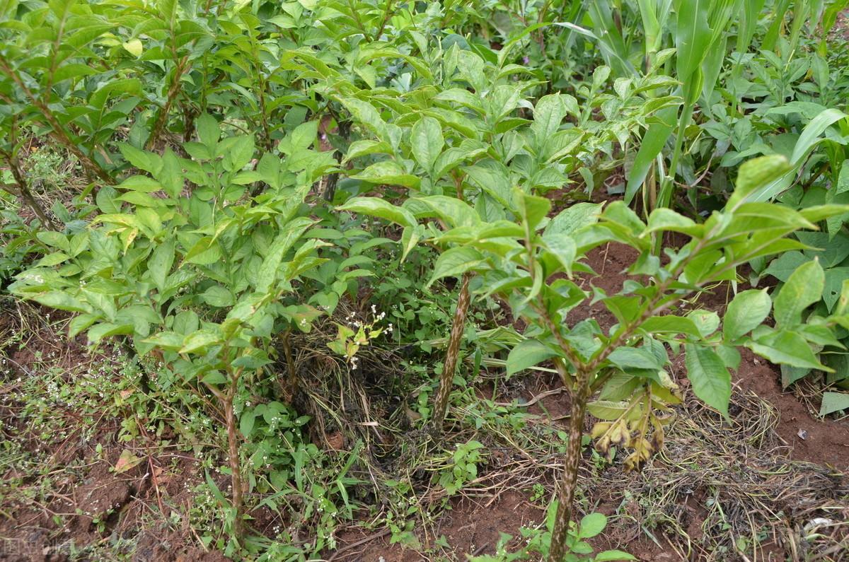 魔芋精粉有没有补硒作用(魔芋精粉的坏处)-硒宝网
