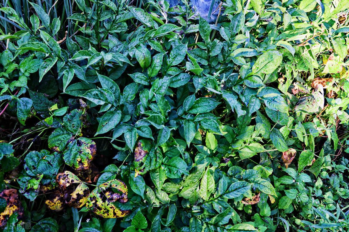 魔芋精粉有没有补硒作用(魔芋精粉的坏处)-硒宝网