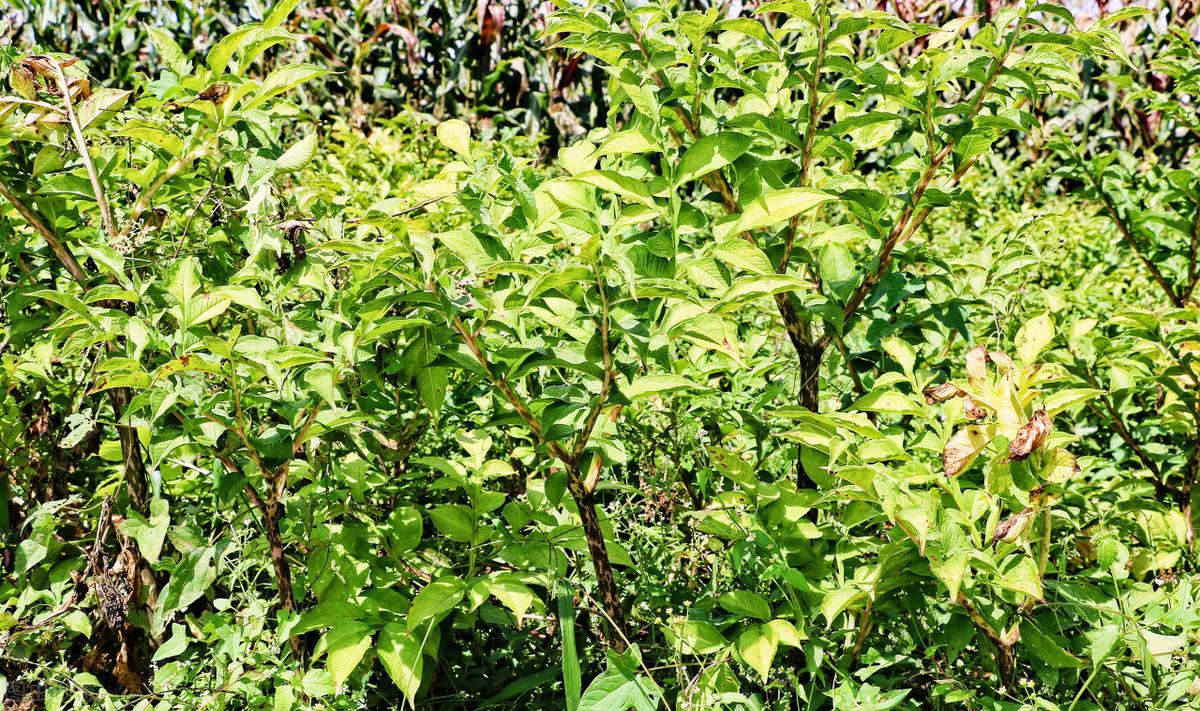 魔芋精粉有没有补硒作用(魔芋精粉的坏处)-硒宝网