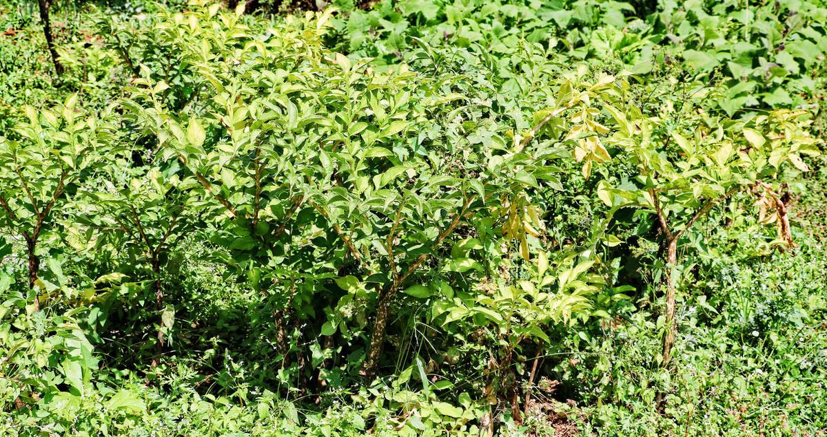 魔芋精粉有没有补硒作用(魔芋精粉的坏处)-硒宝网