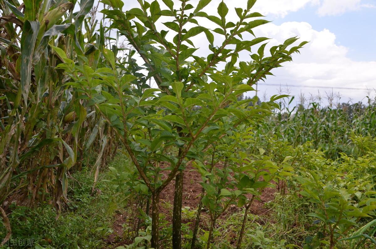 魔芋精粉有没有补硒作用(魔芋精粉的坏处)-硒宝网