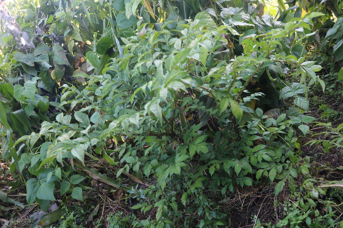 魔芋精粉有没有补硒作用(魔芋精粉的坏处)-硒宝网