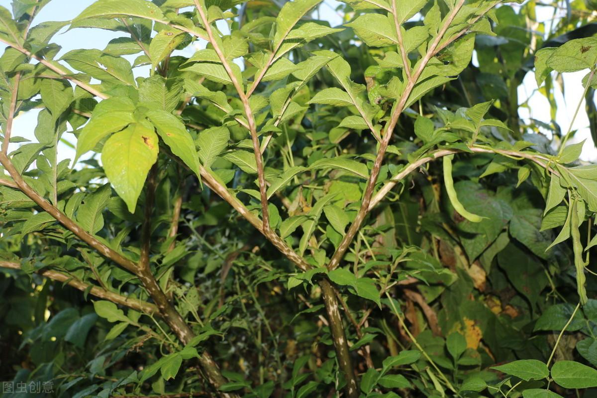 魔芋精粉有没有补硒作用(魔芋精粉的坏处)-硒宝网