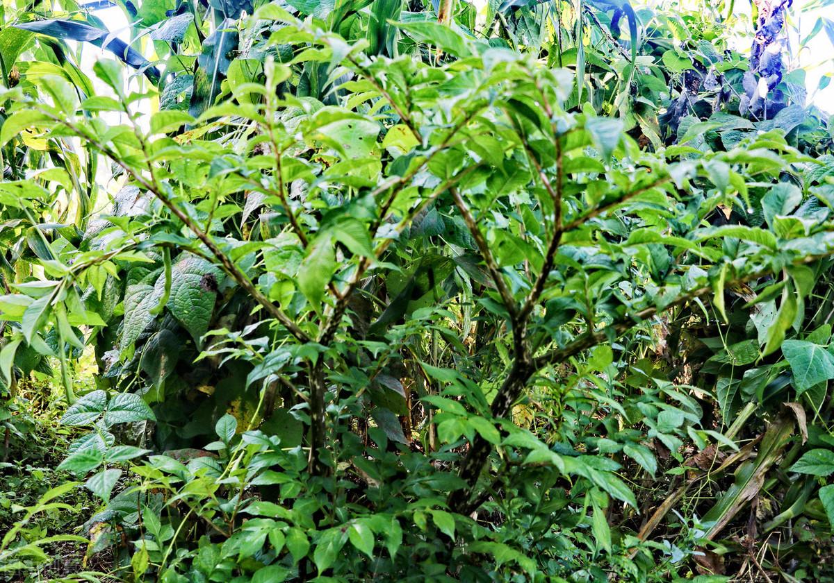 魔芋精粉有没有补硒作用(魔芋精粉的坏处)-硒宝网