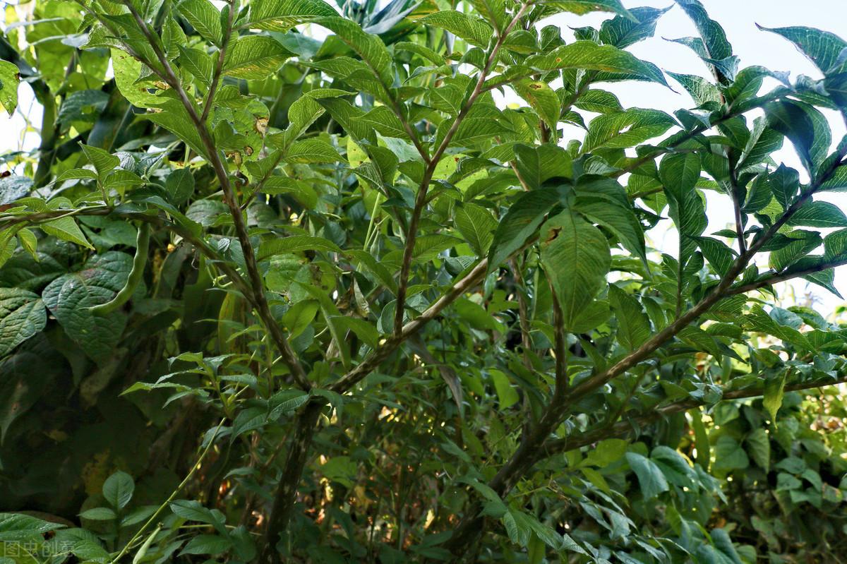 魔芋精粉有没有补硒作用(魔芋精粉的坏处)-硒宝网