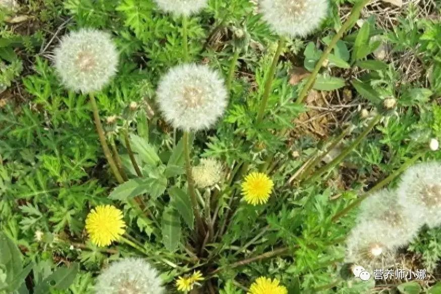 有乳腺结节补硒能去除吗(硒片对乳腺结节有用吗)-硒宝网