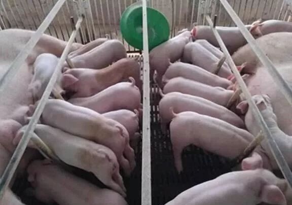 仔猪出生15天还补硒吗(仔猪补硒用什么药)-硒宝网