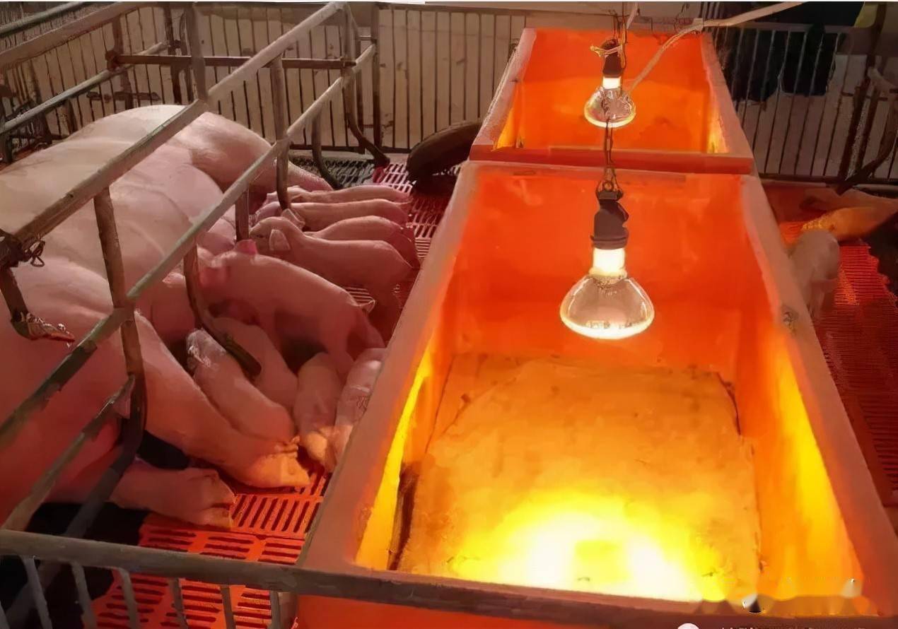 仔猪出生15天还补硒吗（仔猪七天补硒有什么好处）-硒宝网