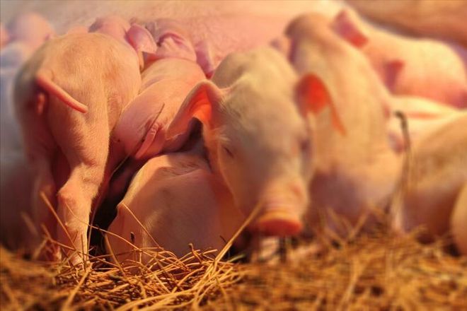 仔猪出生15天还补硒吗（仔猪七天补硒有什么好处）-硒宝网