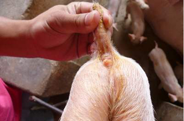 仔猪出生15天还补硒吗（仔猪七天补硒有什么好处）-硒宝网