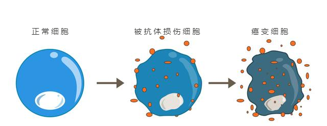 甲减需要补硒变成甲亢吗（甲亢要吃补硒药吗）-硒宝网