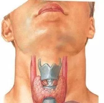 甲状腺疾病一定要补硒吗（疾病补甲状腺硒要多久）-硒宝网