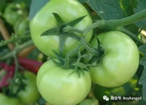 脂肪肝能否补硒元素胶囊（肝胶囊脂肪能否补元素硒呢）-硒宝网