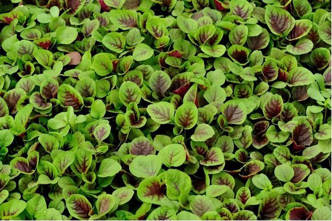 中老年怎么补硒好吸收快(补硒可以提高老年人的健康水平)-硒宝网