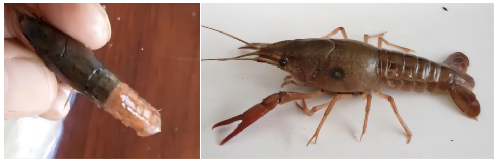 补硒后的调理反应长水泡(补硒后的调理反应长水泡)-硒宝网