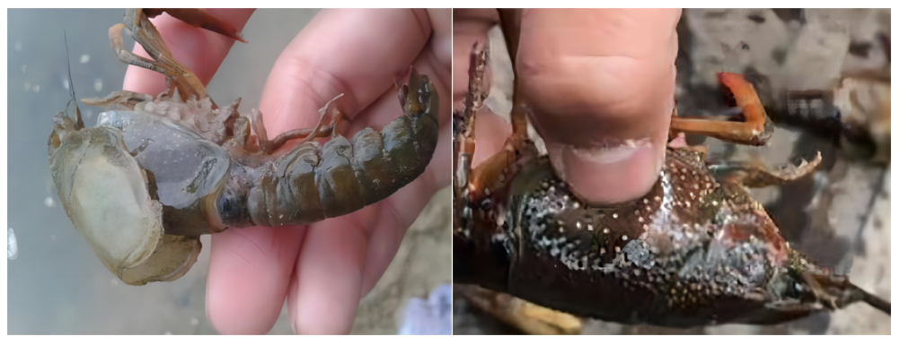 补硒后的调理反应长水泡(补硒后的调理反应长水泡)-硒宝网