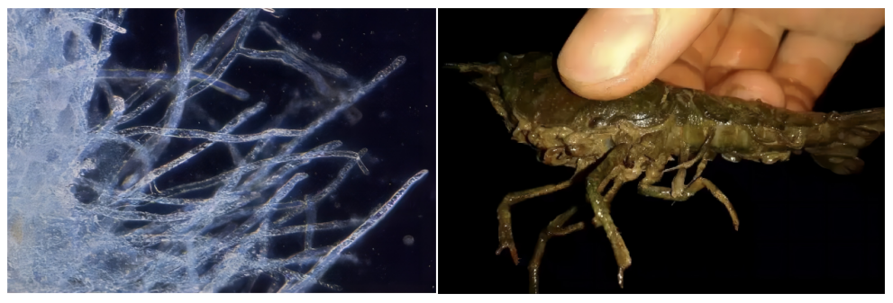 补硒后的调理反应长水泡(补硒后的调理反应长水泡)-硒宝网