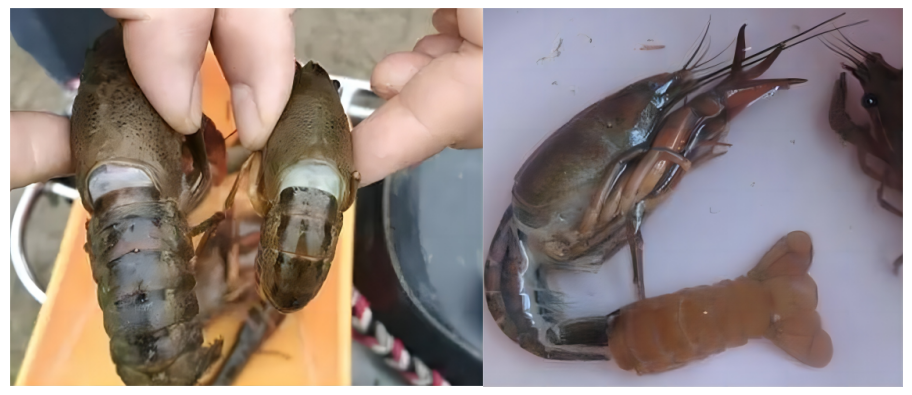 补硒后的调理反应长水泡(补硒后的调理反应长水泡)-硒宝网