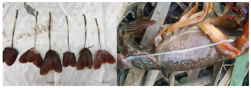 补硒后的调理反应长水泡(补硒后的调理反应长水泡)-硒宝网