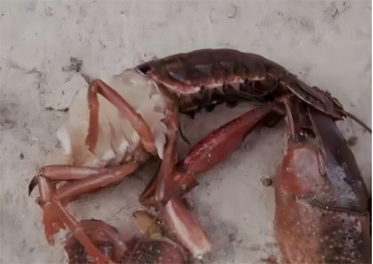 补硒后的调理反应长水泡(补硒后的调理反应长水泡)-硒宝网