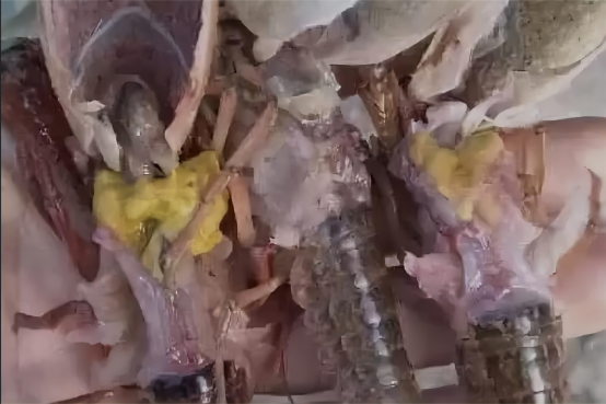 补硒后的调理反应长水泡(补硒后的调理反应长水泡)-硒宝网