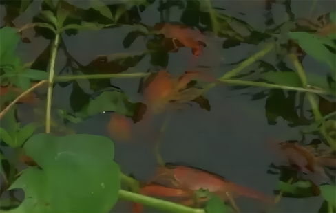 补硒后的调理反应长水泡(补硒后的调理反应长水泡)-硒宝网