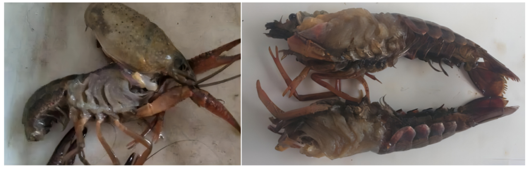 补硒后的调理反应长水泡(补硒后的调理反应长水泡)-硒宝网