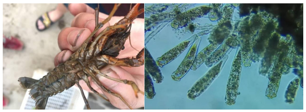 补硒后的调理反应长水泡(补硒后的调理反应长水泡)-硒宝网