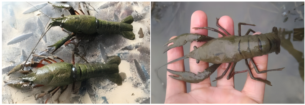 补硒后的调理反应长水泡(补硒后的调理反应长水泡)-硒宝网