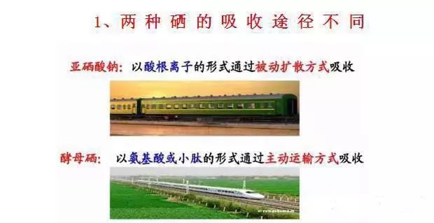 人补硒标准多少克为标准(补硒400微克)-硒宝网