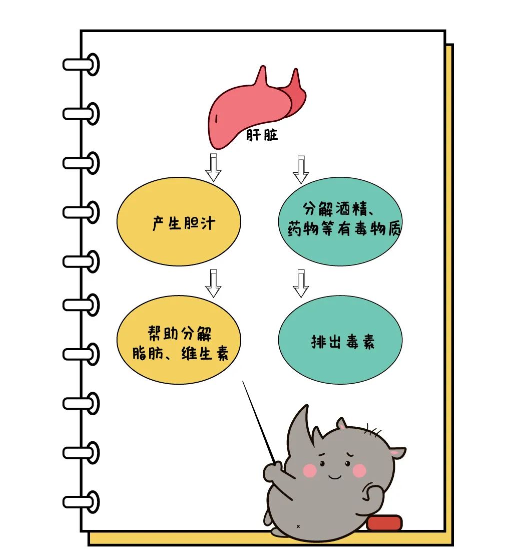 补硒元素能对肝有好处吗(硒对肝的作用和补硒的好处)-硒宝网