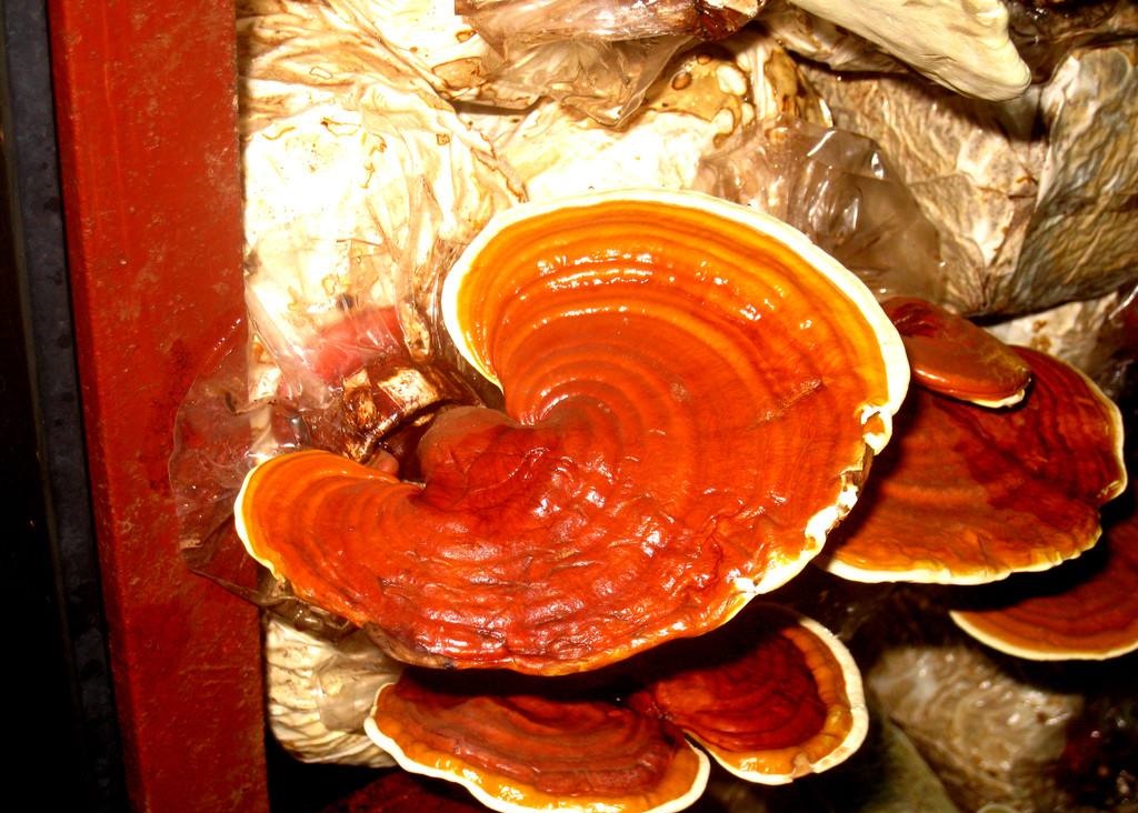 微量元素20项检测明细(明细微量元素检测项目有哪些)-硒宝网