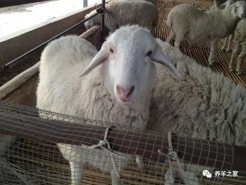 给小羊羔补硒吃什么最好（补羊羔吃好硒小孩能吃不）-硒宝网