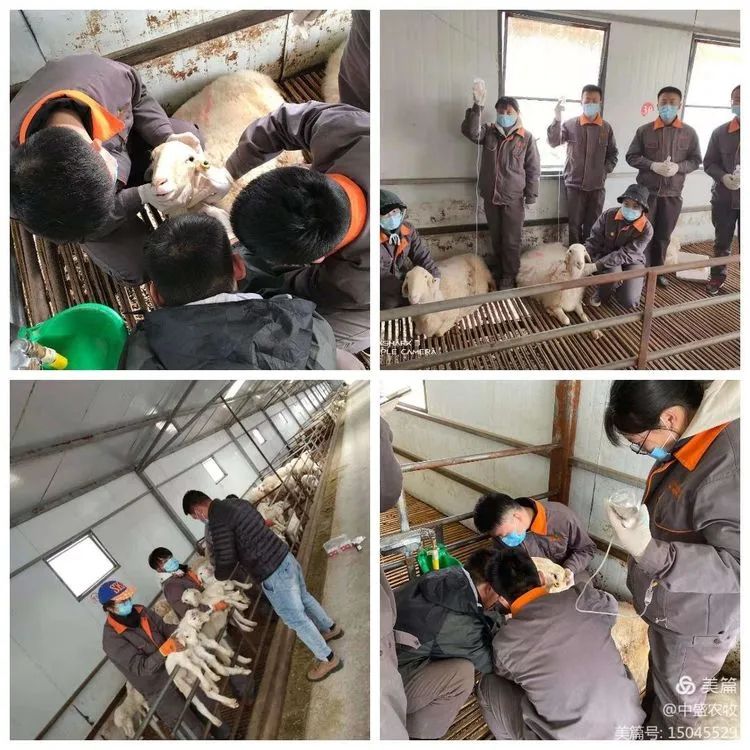 给小羊羔补硒吃什么最好(羊羔补硒的正确方法和时间)-硒宝网