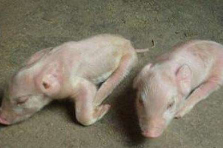 啥叫妊娠后期羊几天补硒(怀孕母羊可以补硒吗)-硒宝网