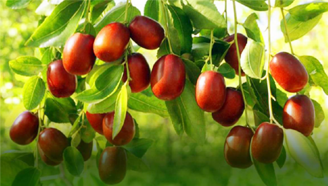 吃什么能补硒最快呢女性(能补女性吃硒元素吗)-硒宝网