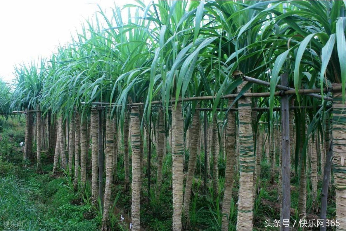 补硒产品分几代和几代吗（补硒产品哪个品牌好）-硒宝网