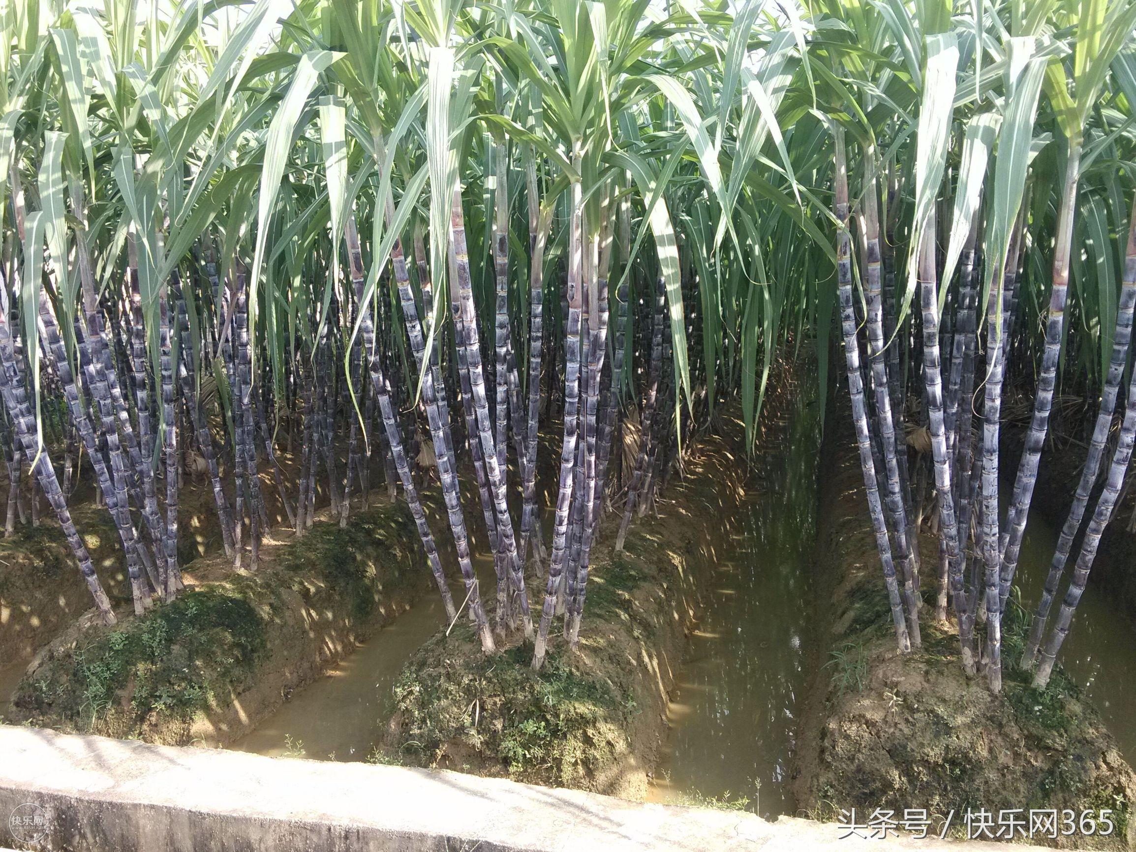 补硒产品分几代和几代吗（补硒产品哪个品牌好）-硒宝网