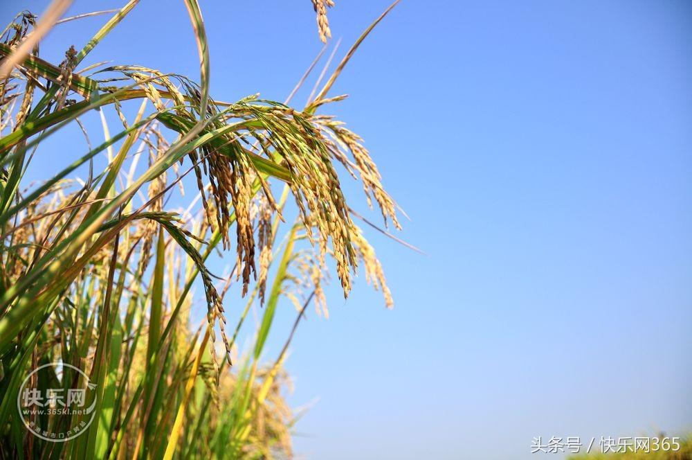 补硒产品分几代和几代吗（补硒产品哪个品牌好）-硒宝网