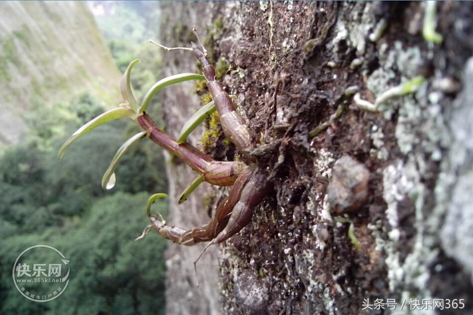 补硒产品分几代和几代吗（补硒产品哪个品牌好）-硒宝网