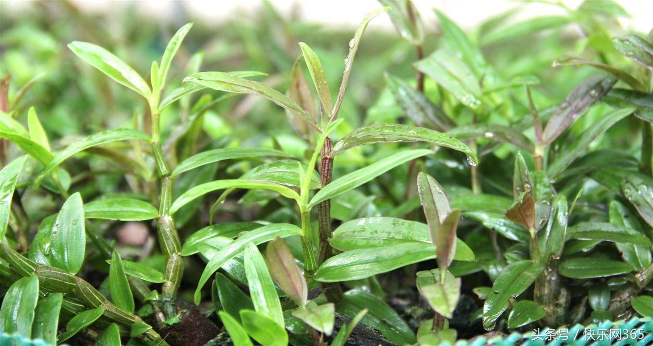 补硒产品分几代和几代吗（补硒产品哪个品牌好）-硒宝网