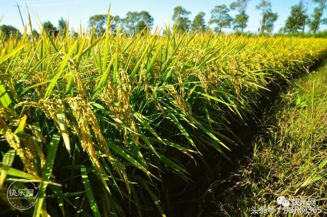 补硒产品分几代和几代吗（补硒产品哪个品牌好）-硒宝网