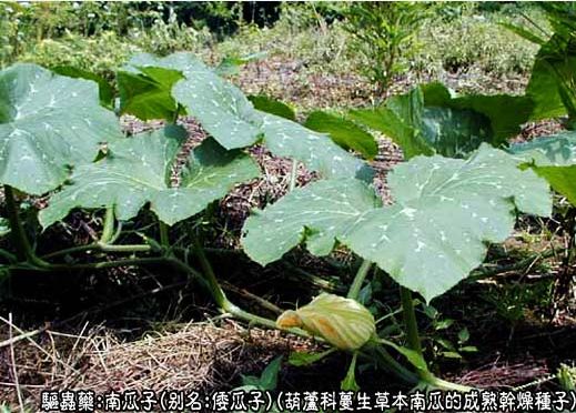 南瓜子补硒元素含量多少(南瓜富硒)-硒宝网