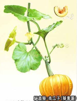 南瓜子补硒元素含量多少(南瓜富硒)-硒宝网