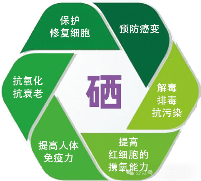 补硒能降低女性雌激素吗(雌激素能补女性降低硒元素吗)-硒宝网