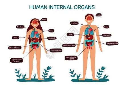 补硒能降低女性雌激素吗(雌激素能补女性降低硒元素吗)-硒宝网